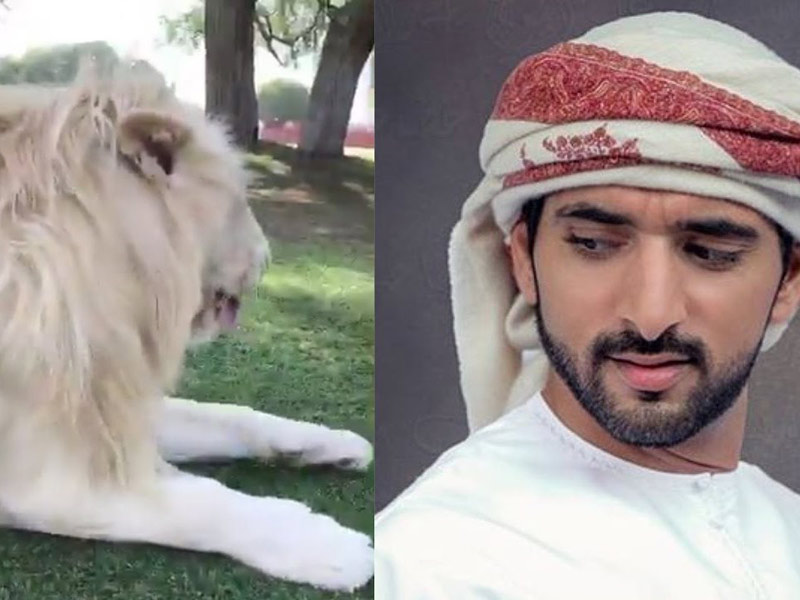 لاصحاب القلوب القوية فقط...فيديو يكشف كيف يتعامل ولي عهد  دبي مع الأسد الذي يربيه